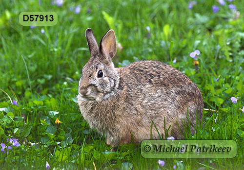 Eastern Cottontail (Sylvilagus floridanus)